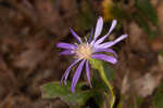 Georgia aster